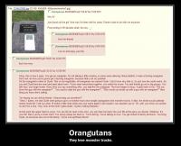 orangutans.JPG
