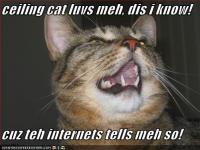 ceilingcatluvs128582901926845786.jpg
