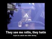 Cat_CatDrivingCarTheySeeMeRollinThe.jpg