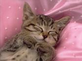 kitty.jpg