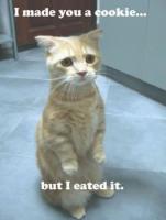 lolcatsdotcom6z1e9fxvkhf2dnqc.jpeg