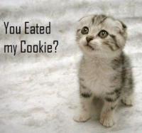 lolcatsdotcom6n33puk2oz8l1veu.jpeg