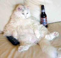 Drunk_Cat.jpg